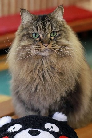 nekomanma_2594_edited-1