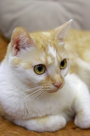 nekomanma_3117_edited-1