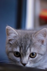 nekomanma_6318_edited-1