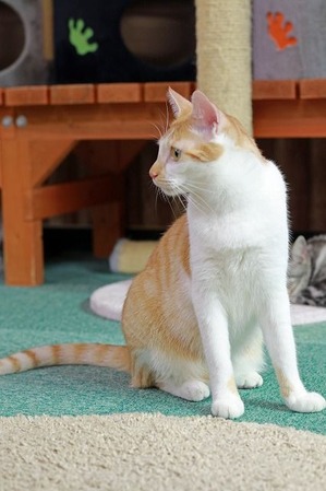 nekomanma_9886_edited-1