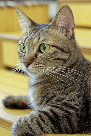nekomanma_5878_edited-1