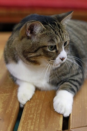 nekomanma_2114_edited-1