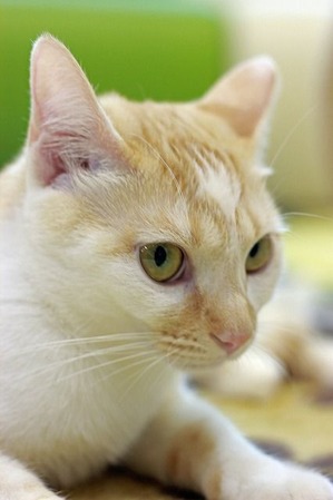 nekomanma_9457_edited-1