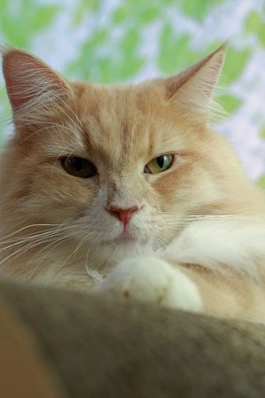 nekomanma_6299_edited-1