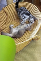 nekomanma_7594_edited-1