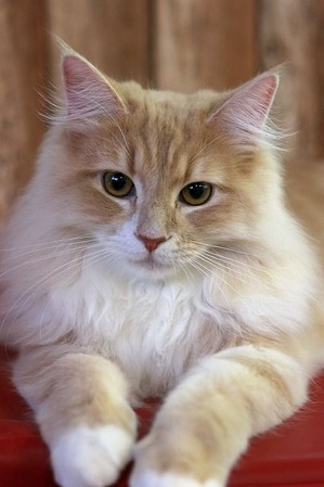 nekomanma_7536_edited-1