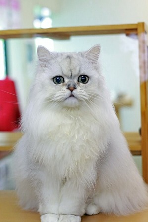 nekomanma_8213_edited-1
