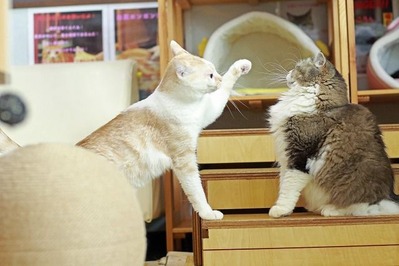 nekomanma_6482_edited-1