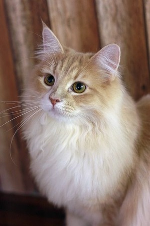 nekomanma_9150_edited-1