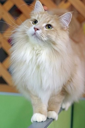 nekomanma_6368_edited-1