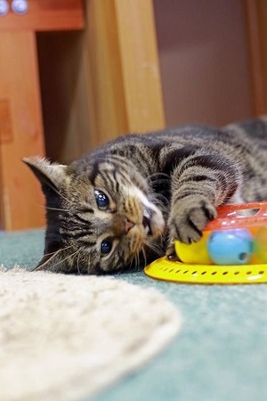 nekomanma_7482_edited-1