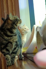 nekomanma_8175_edited-1