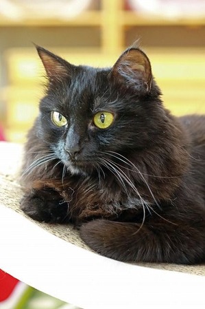 nekomanma_8634_edited-1