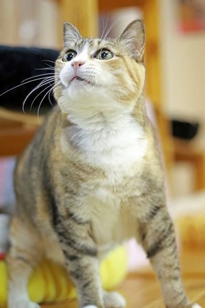 nekomanma_3365_edited-1