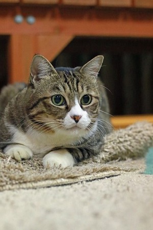 nekomanma_7523_edited-1