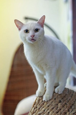 nekomanma_9796_edited-1