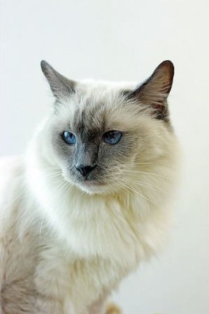 nekomanma_9630_edited-1