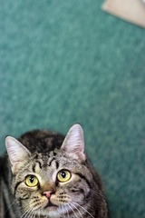 nekomanma_1359_edited-1