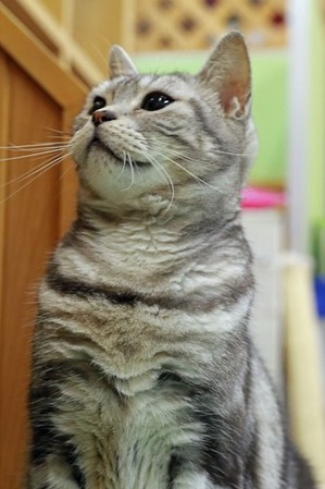 nekomanma_2425_edited-1