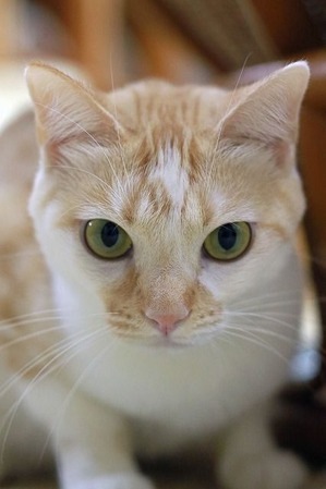 nekomanma_1779_edited-1