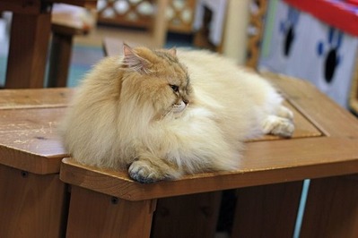 nekomanma_1642_edited-1