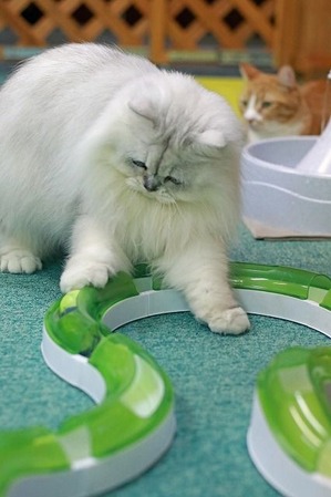 nekomanma_8682_edited-1