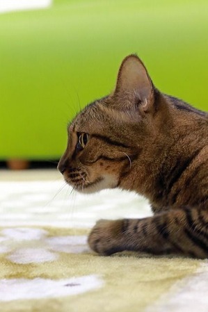 nekomanma_3086_edited-1