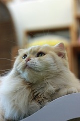 nekomanma_3536_edited-1