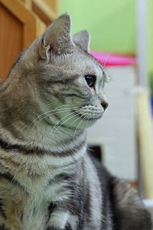 nekomanma_2420_edited-1