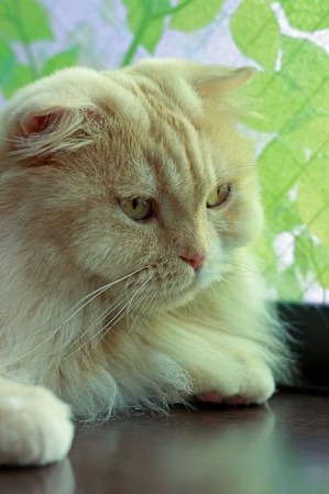 nekomanma_1694_edited-1