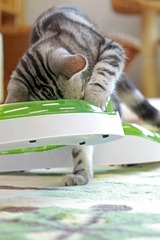 nekomanma_8355_edited-1