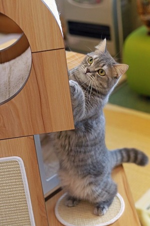 nekomanma_4111_edited-1