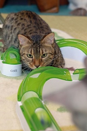 nekomanma_8316_edited-1
