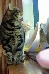 nekomanma_8178_edited-1