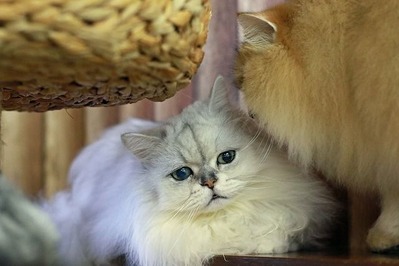 nekomanma_1576_edited-1