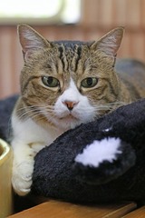 nekomanma_5152_edited-1
