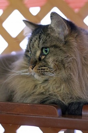 nekomanma_6979_edited-1