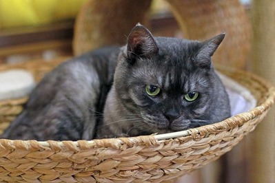 nekomanma_5805_edited-1