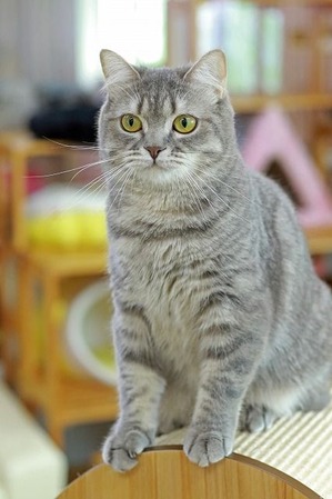 nekomanma_5124_edited-1