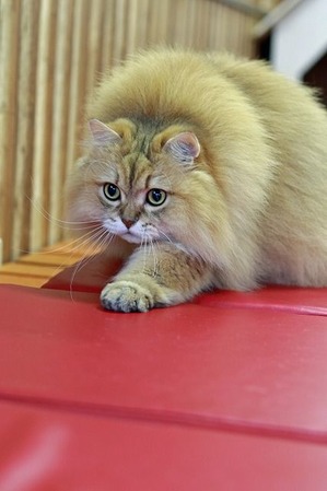 nekomanma_5341_edited-1