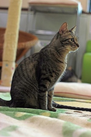 nekomanma_3371_edited-1