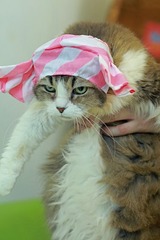 nekomanma_5396_edited-1