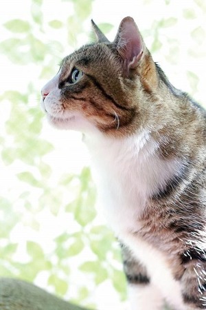 nekomanma_9860_edited-1