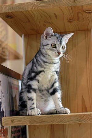 nekomanma_8440_edited-1