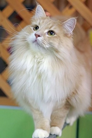 nekomanma_6367_edited-1