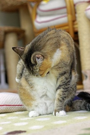 nekomanma_1930_edited-1