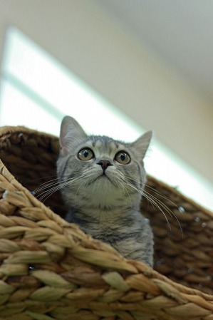 nekomanma_1646_edited-1