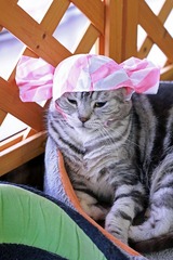 nekomanma_5315_edited-1