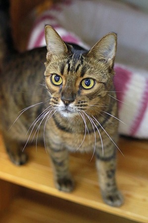 nekomanma_7849_edited-1