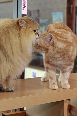 nekomanma_8049_edited-1
